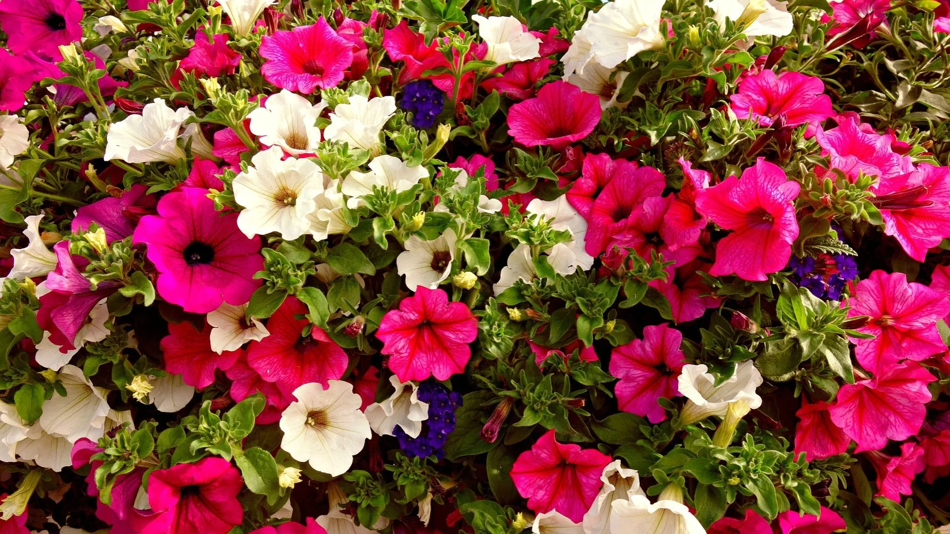 6 Beautiful Fall Annual Flowers to Plant in Laveen, AZ