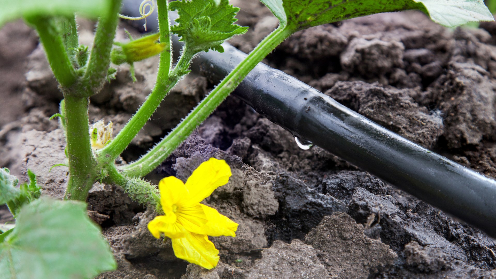 Should You Install a Drip Irrigation or Sprinkler System for Your Garden?