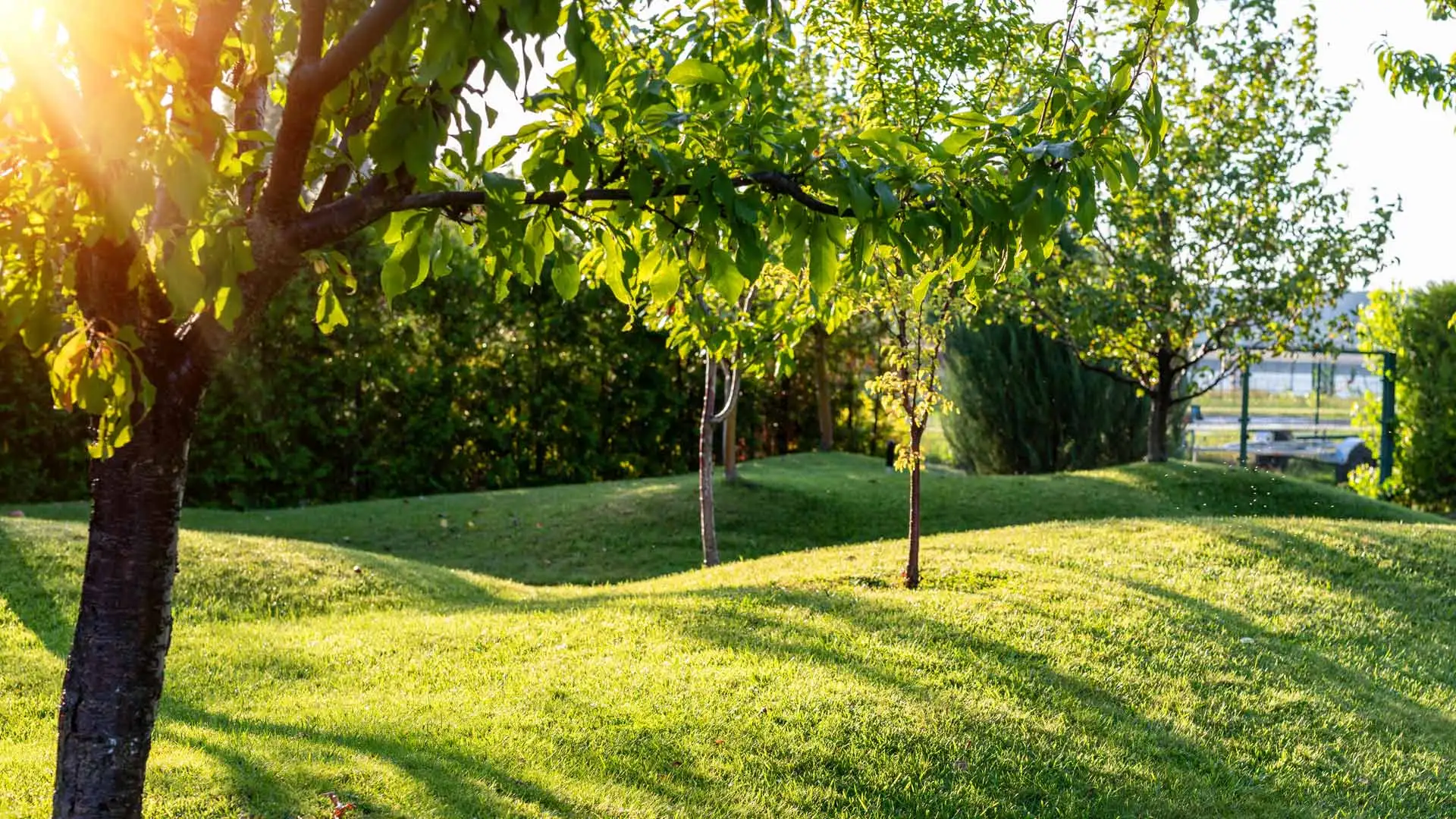 Fertilized trees in a landscape in Glendale, AZ.