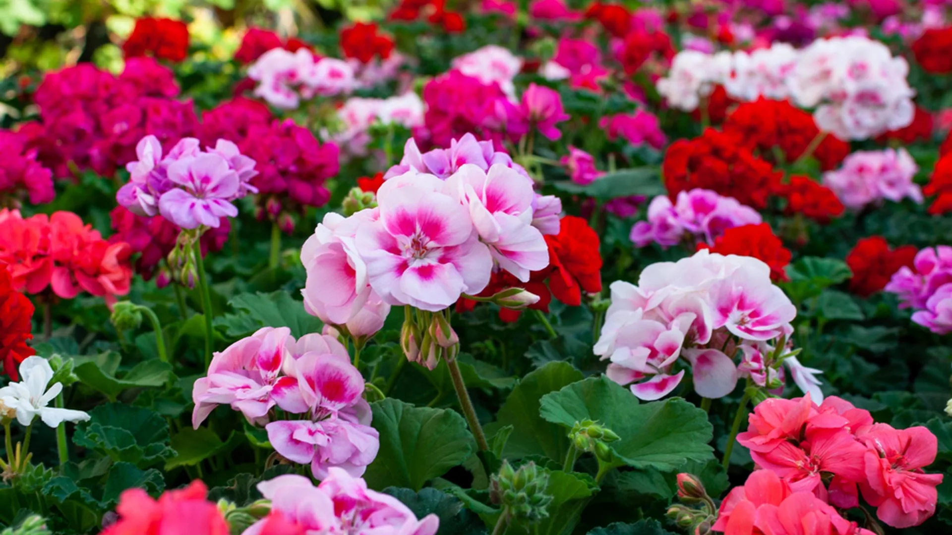 Geranium annual flowers installed in a landscape bed in Phoenix, AZ.