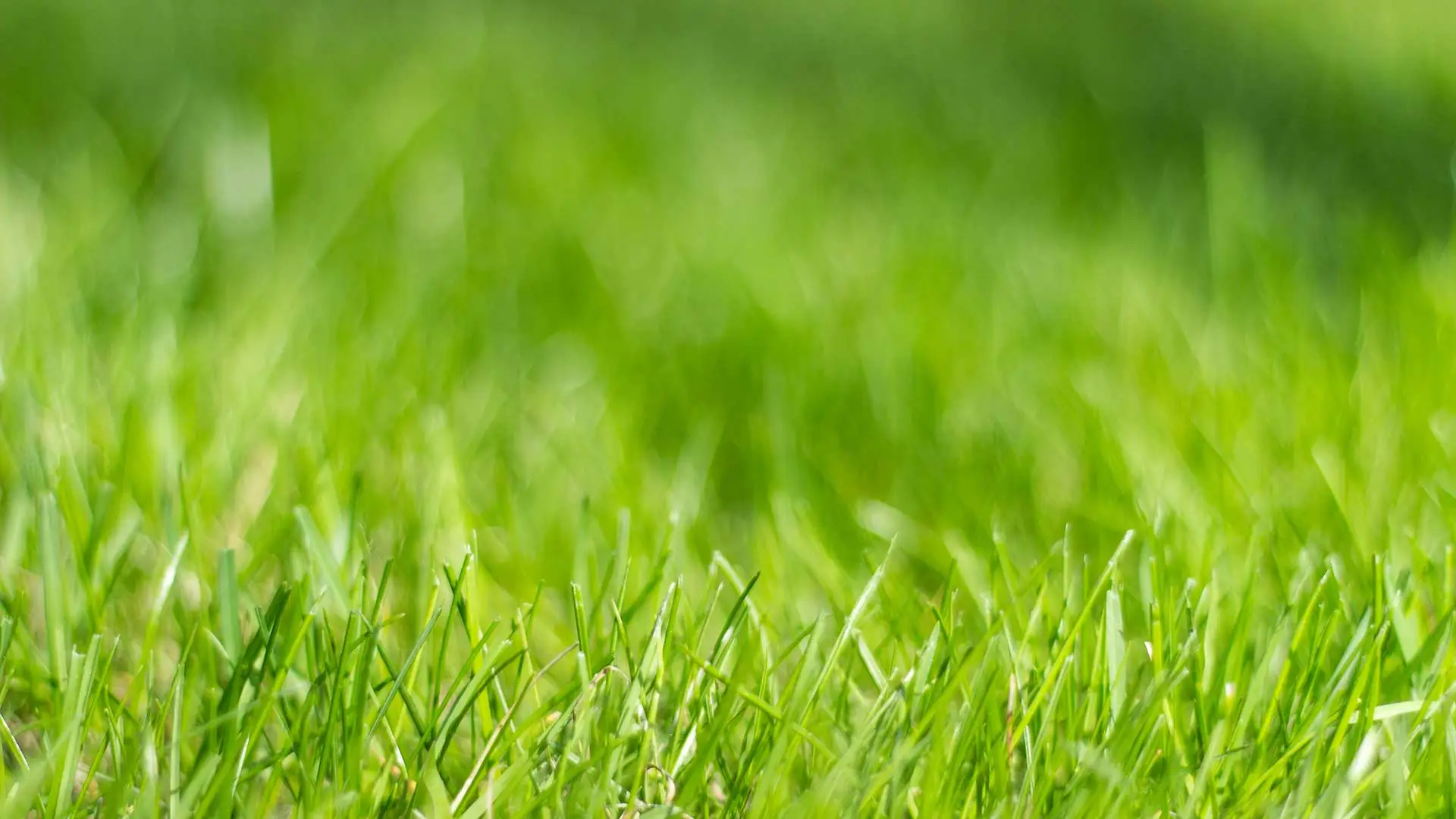 Green grass in a lawn near Phoenix, Arizona.