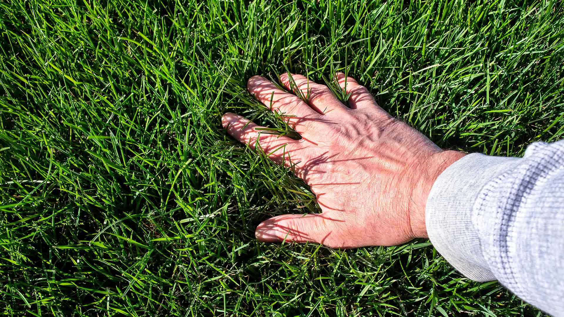 Hand feeling fertilized and healthy lawn in Phoenix, AZ.