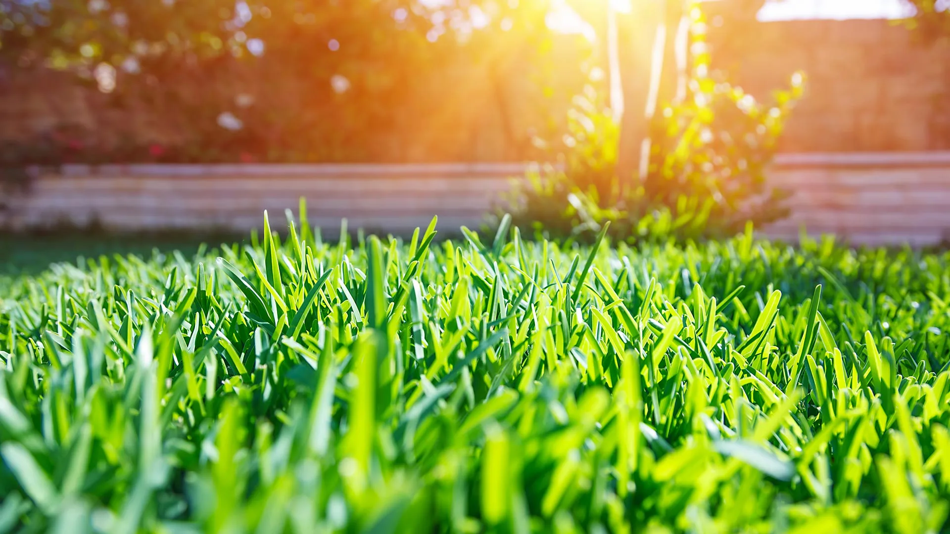 Healthy lawn with sun rise peaking over in Scottsdale, AZ.