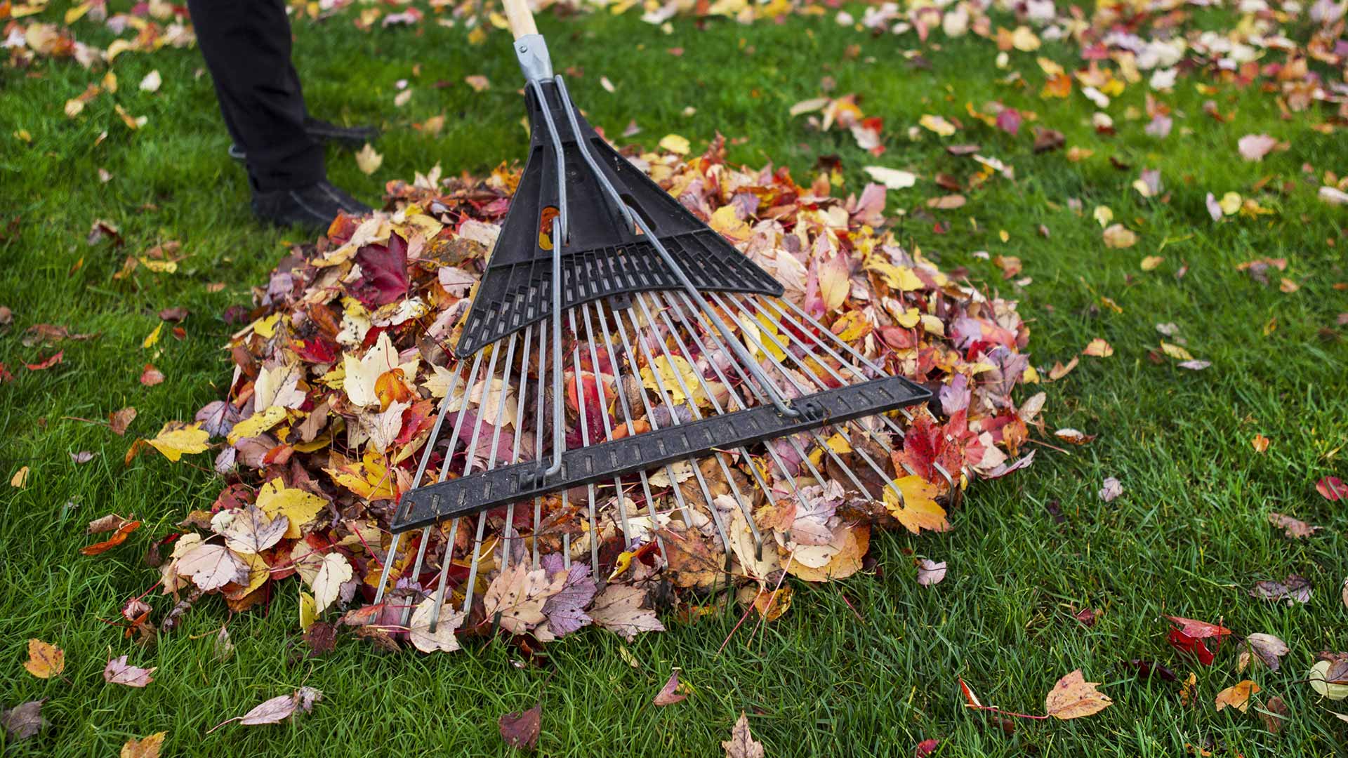 Leaves being raked from a lawn near Phoenix, Arizona.