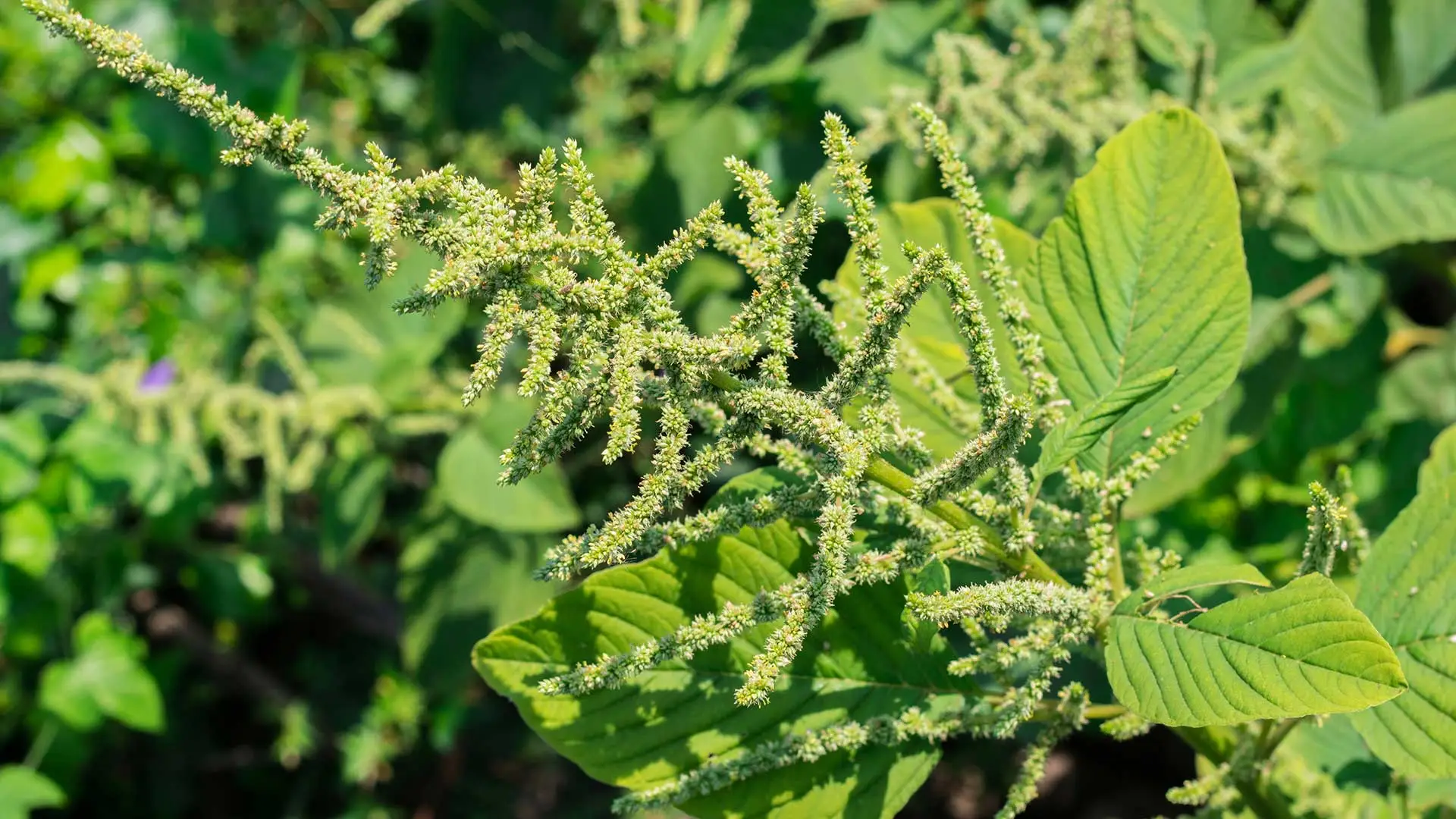 Pigweed found growing in a yard near Glendale, Arizona.