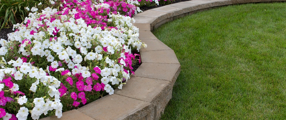 Annual plantings in a landscape bed with a retaining wall in Scottsdale, AZ.