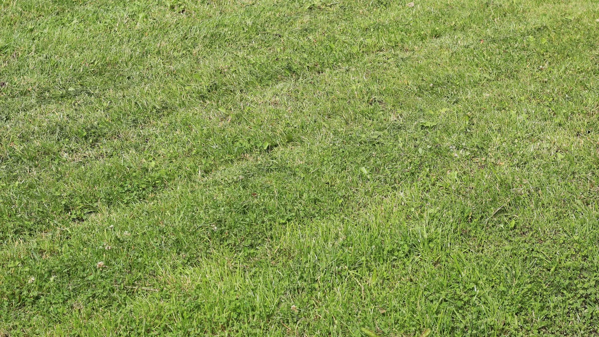Are There Ruts in Your Soil After You Mow? You’re Probably Making This Mistake