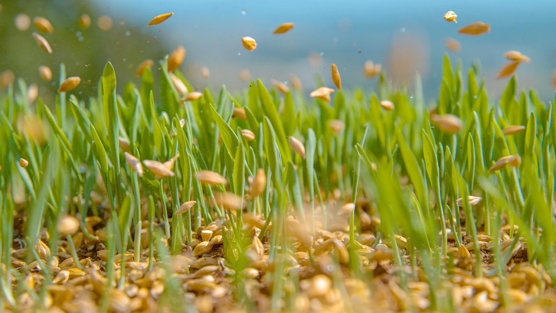 Seeds being poured over lawn for an overseeding service in Paradise Valley, AZ.