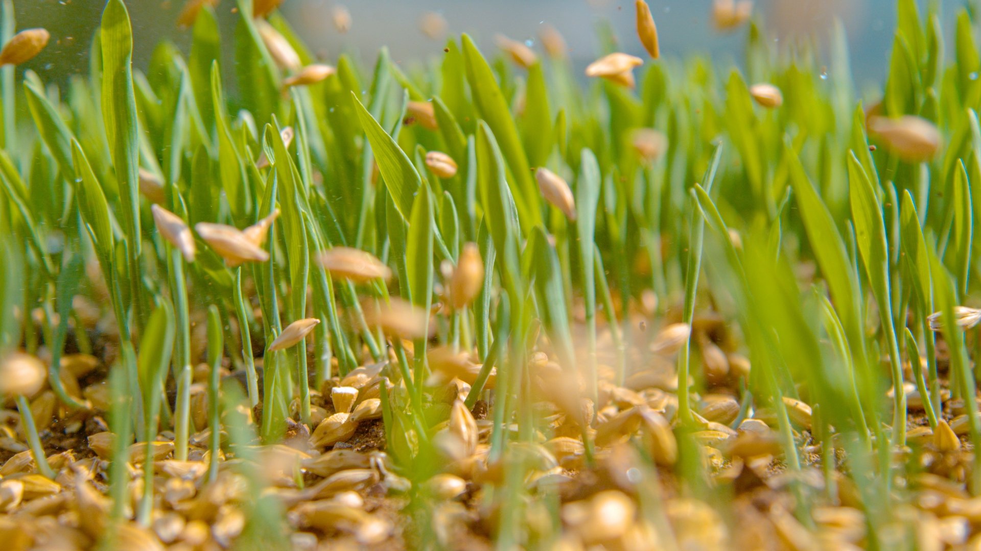 The Best Way To Protect New Grass Seed After Spreading Them on Your Lawn