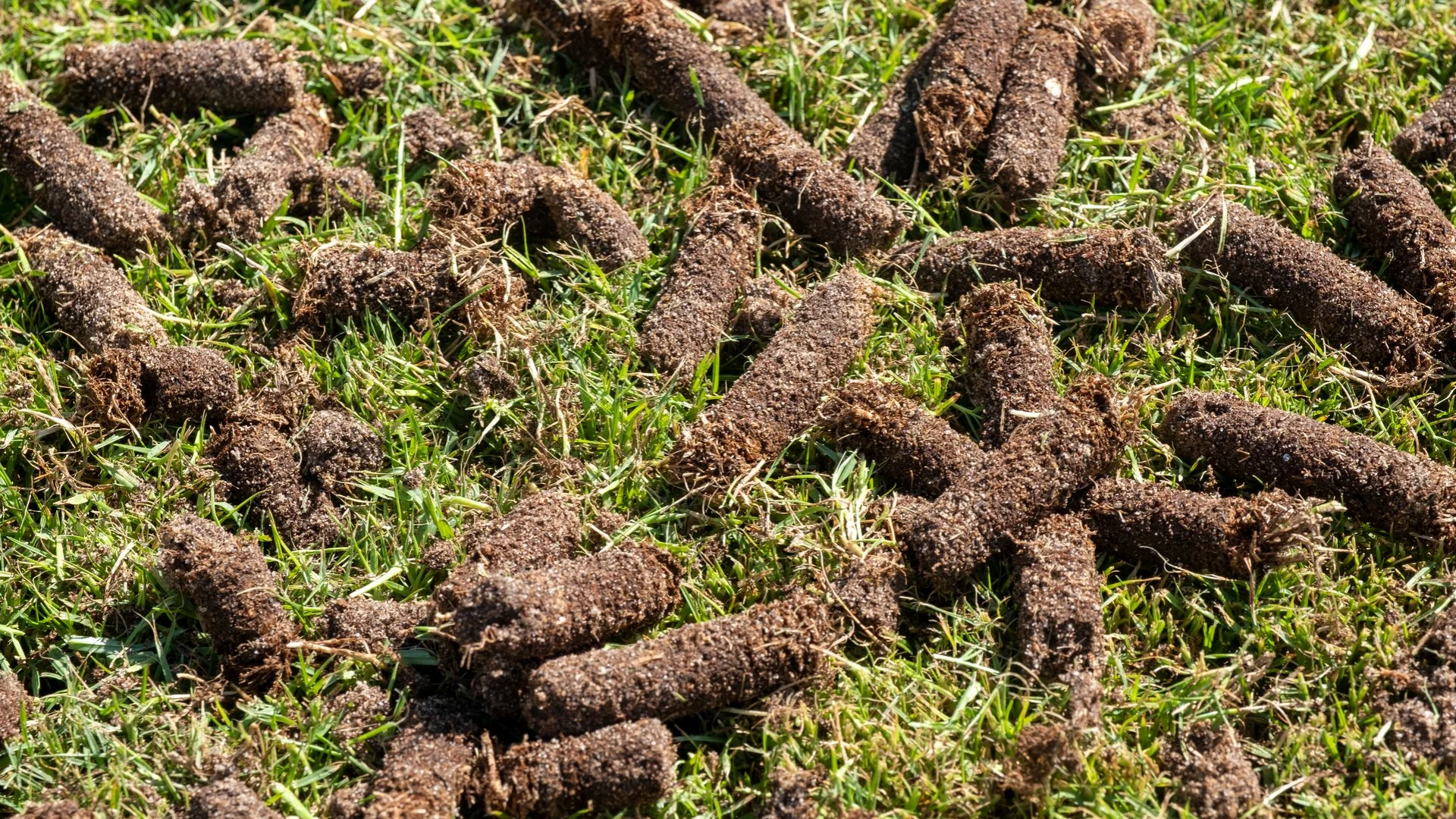 Expect Clumps of Soil Across Your Lawn Following Aeration!