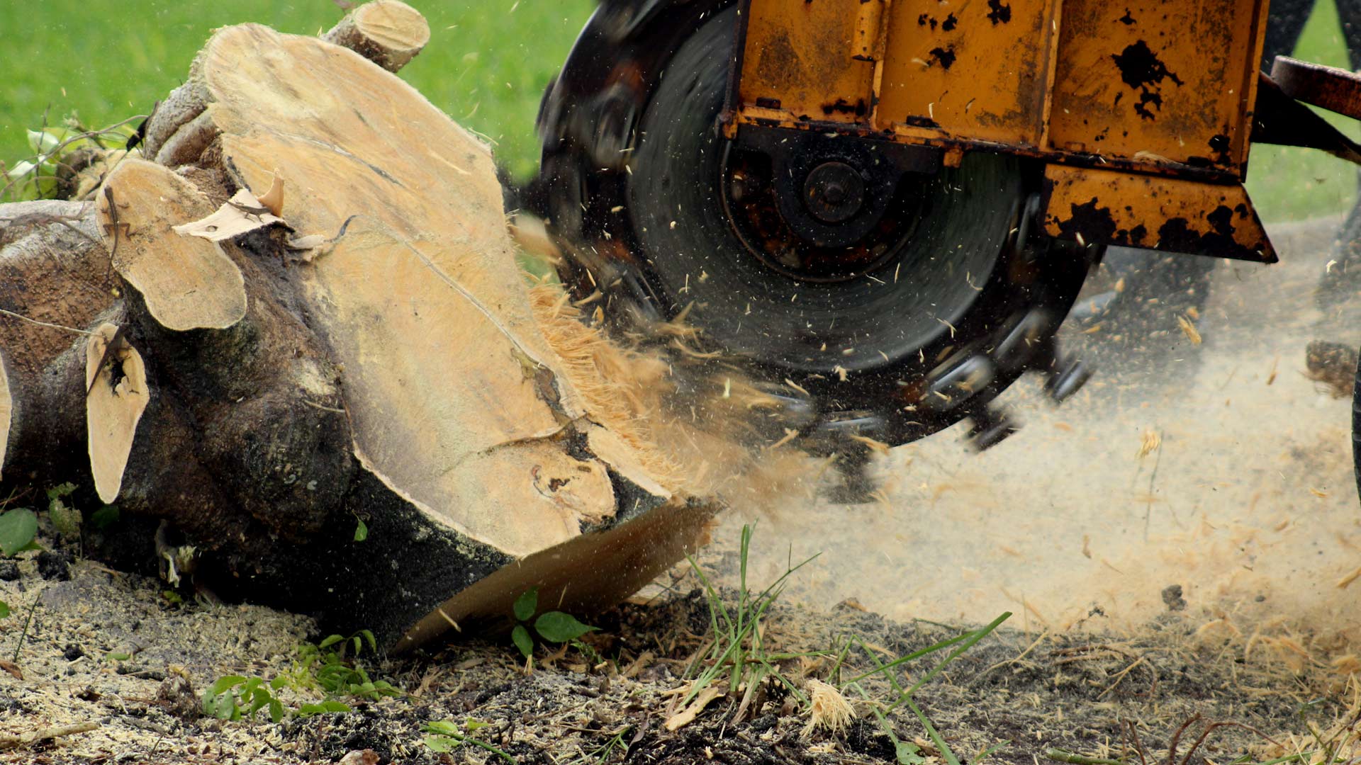 Stump grinding service being performed in Laveen, AZ.