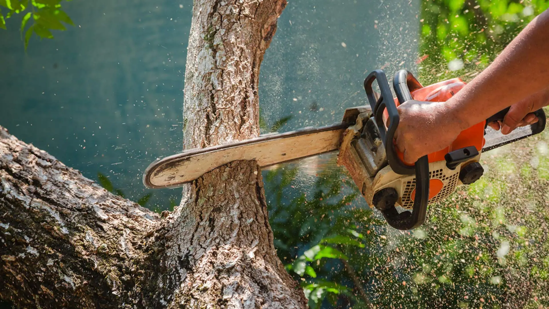 A tree in landscape being serviced for removal service in Phoenix, AZ.