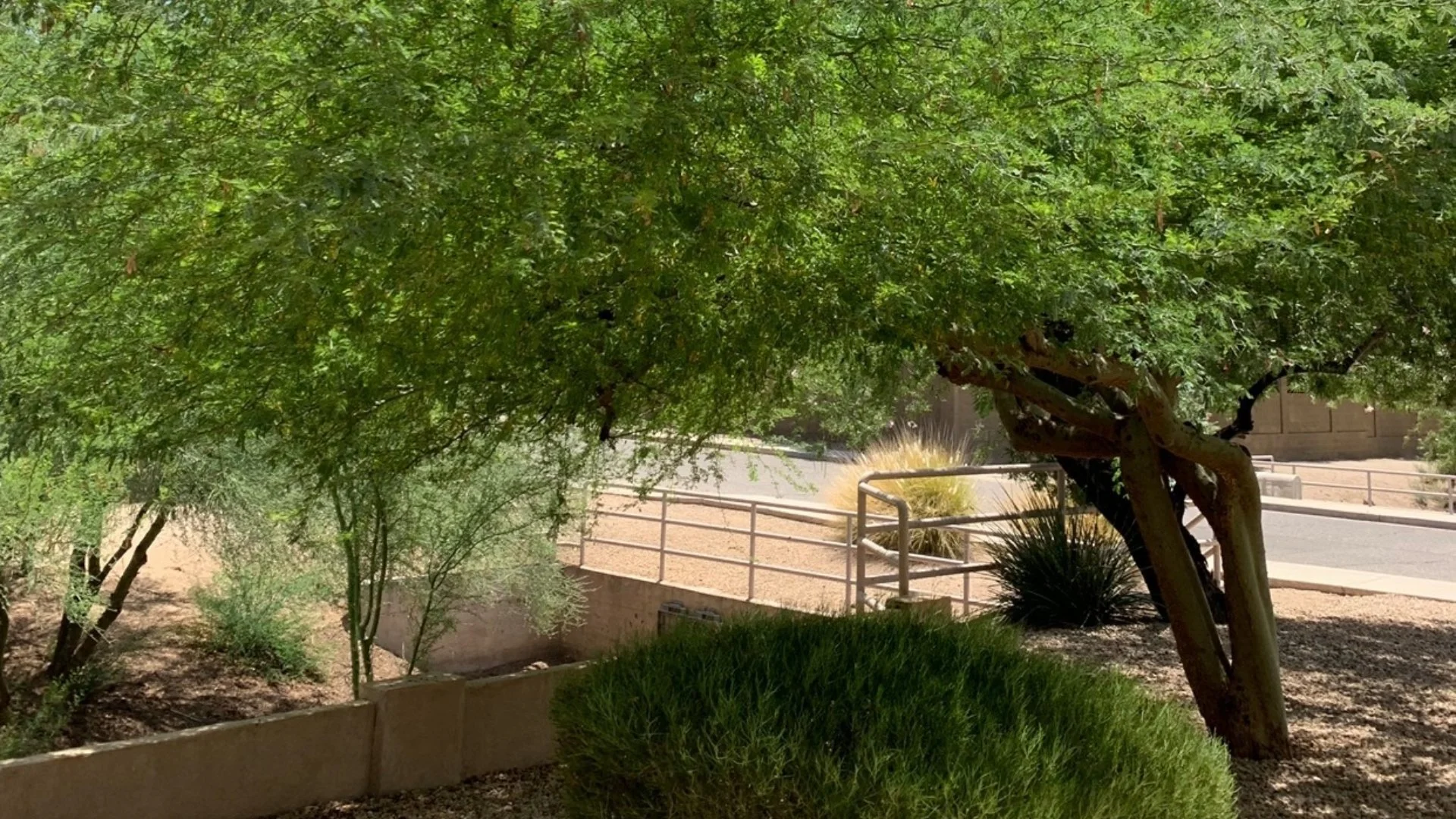 Maintain Neat, Shapely Plants With Regular Trimming