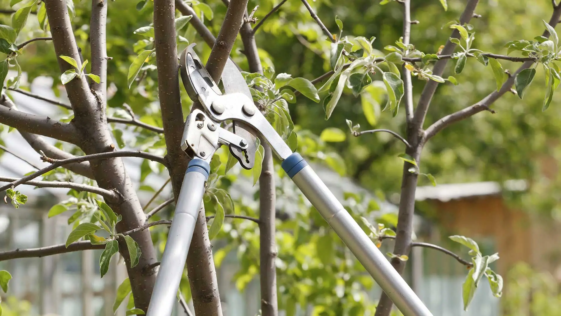 Trimming back tree limbs at a home in Paradise Valley, AZ.