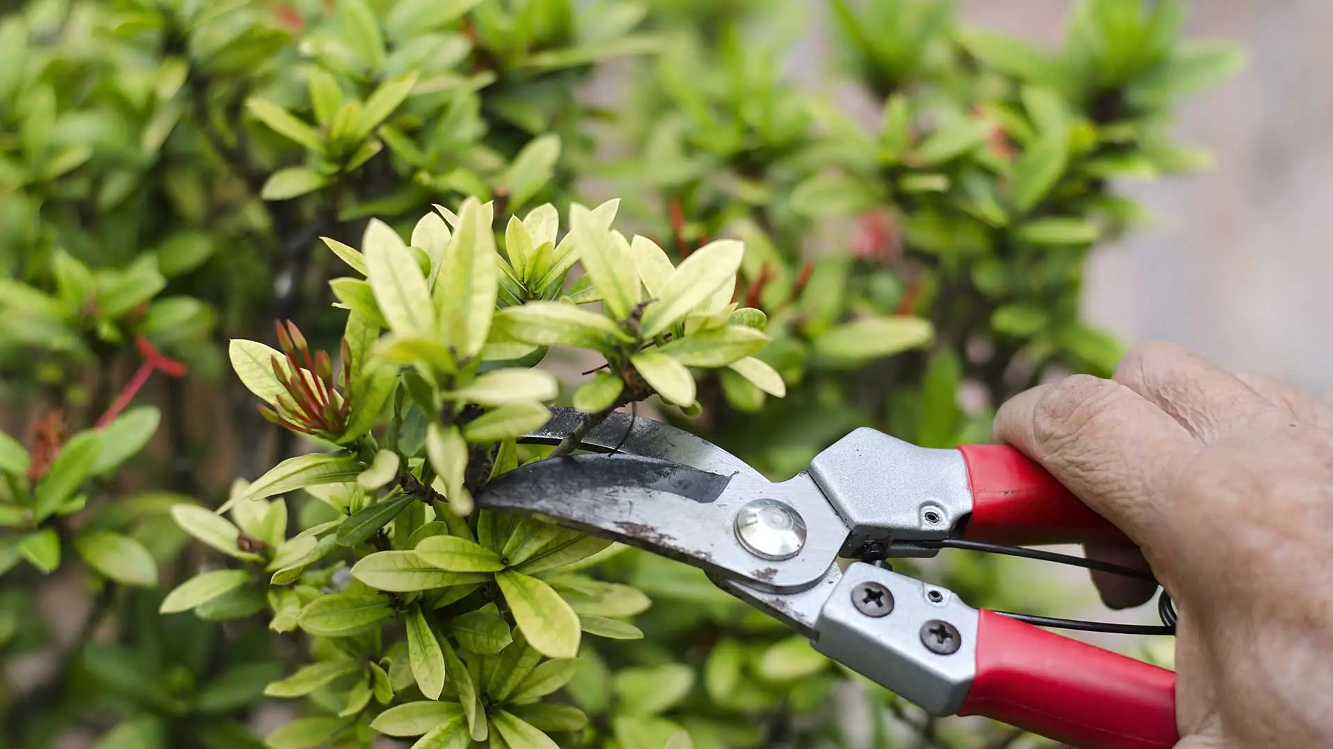 Trimming and pruning landscape shrubs at a home in Phoenix, AZ.