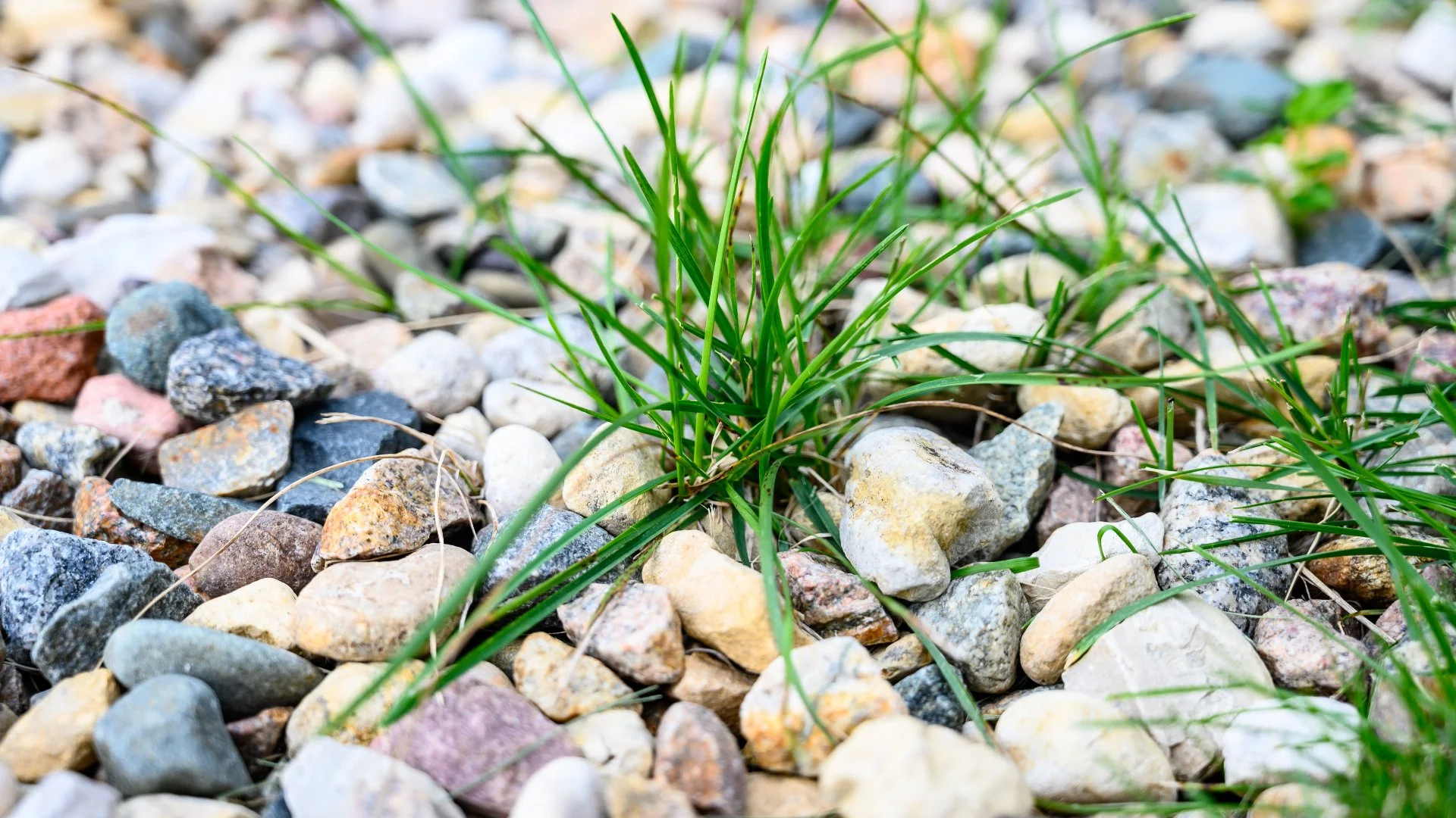 5 Common Pesky Weeds We Tackle in Phoenix, AZ