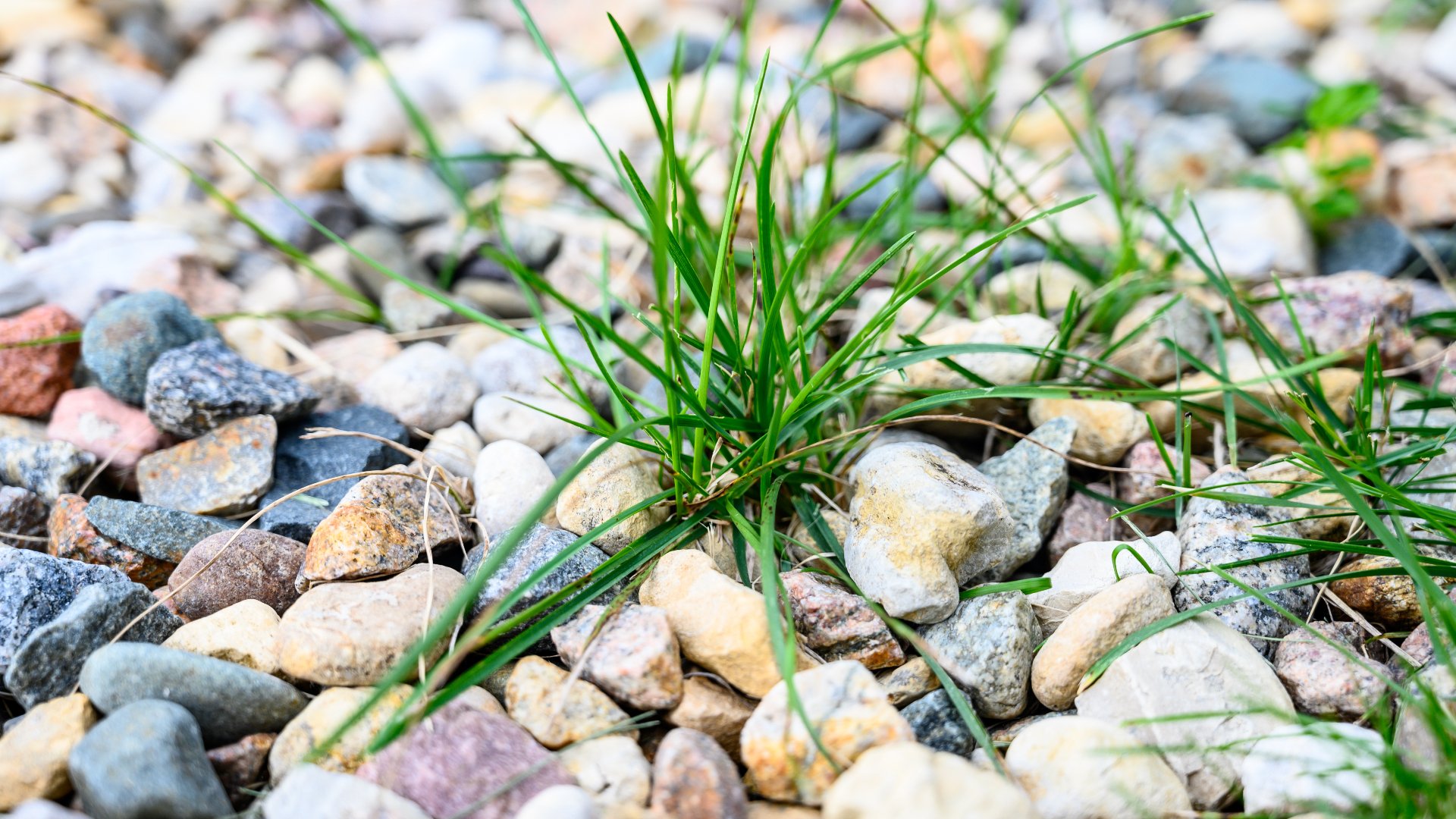 The Best Weed Control Schedule for Your Lawn in Phoenix, AZ