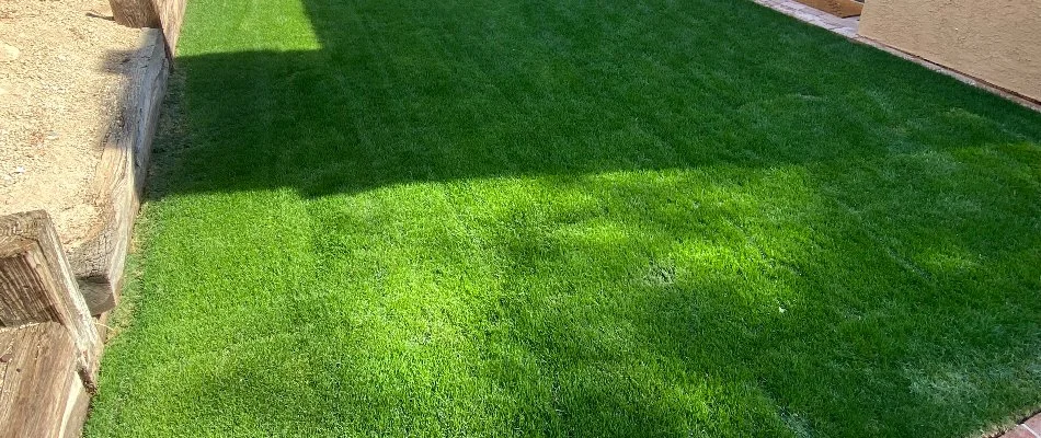 Newly installed green sod near a retaining wall in Phoenix, AZ.