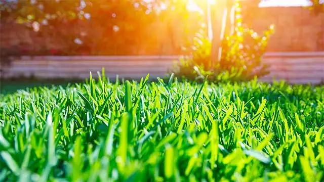 Beautiful lawn grass in the sunshine near Glendale, Arizona.