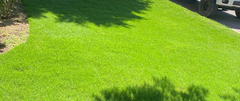 Bright, green lawn in sunlight in Cave Creek, AZ.