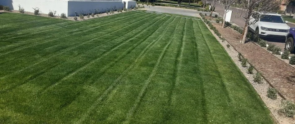 Freshly mowed front lawn with striping in Anthem, AZ.
