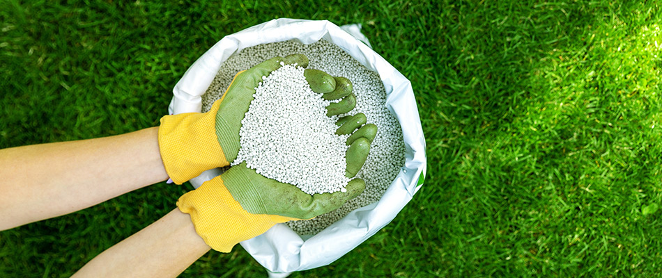A gloved professional holding granular pellets of fertilizer in Laveen, AZ.