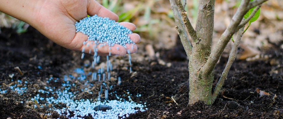 Granules of tree fertilizer added to landscape in Phoenix, AZ.