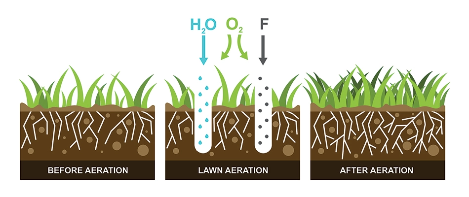 A graphic showing the aeration process in a lawn in Glendale, AZ.