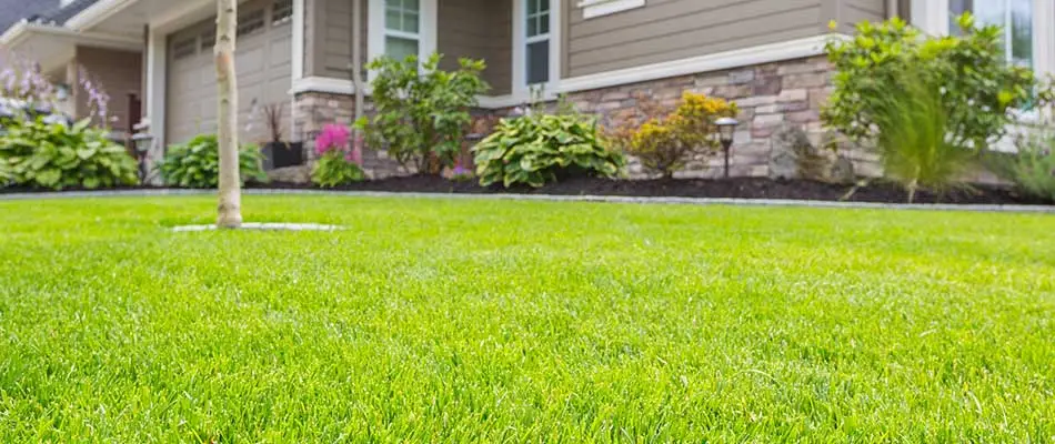 Healthy, fertilized lawn grass at a home in Scottsdale, AZ.