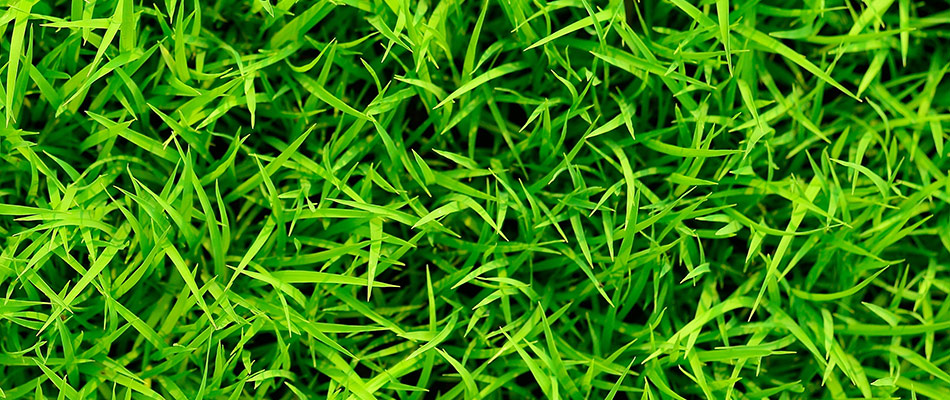 Luscious grass in lawn after lawn care services in Phoenix, AZ.