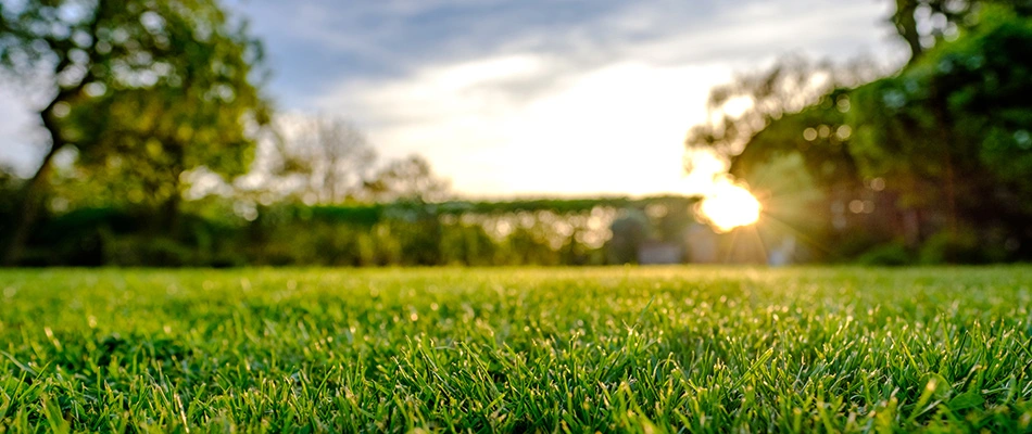 A mowed lawn in Phoenix, AZ.