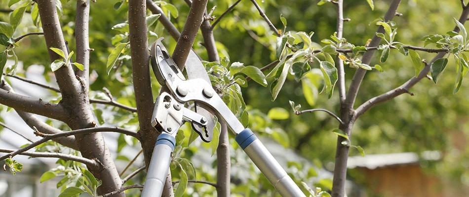 A professional pruning a tree in landscaping in Phoenix, AZ.