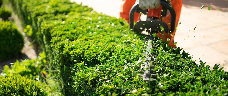 A professional trimming a hedge in a landscape bed in Phoenix, AZ.