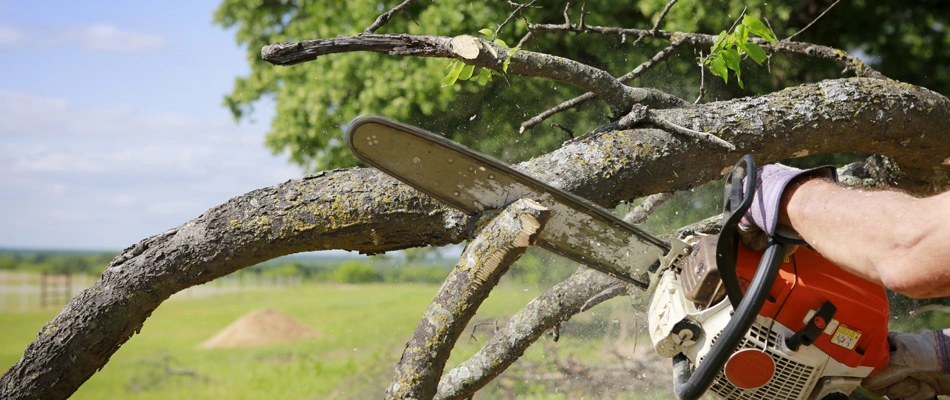 Professional cutting down a tree for removal service in Scottsdale, AZ.