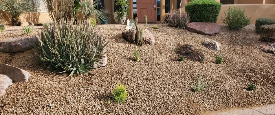 Rock landscape in Anthem, AZ, with succulents and cacti.