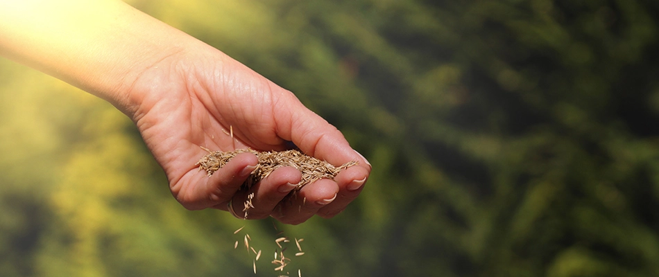 Seeds seeping out from hands for overseeding service in Phoenix, AZ.