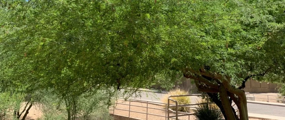 Small landscape trees with thick foliage in Anthem, AZ.