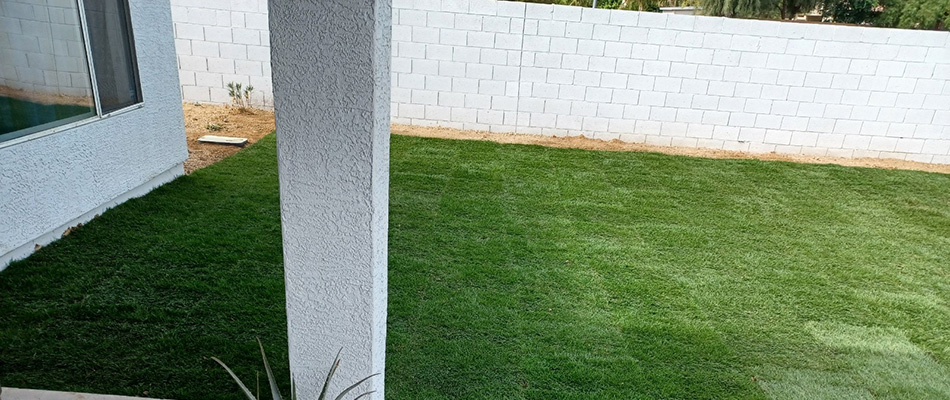 New sod installed for a client's backyard in Phoenix, AZ.