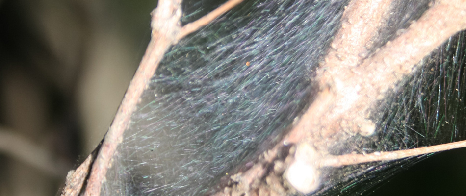 Spider mite infestation in a tree branch in Scottsdale, AZ.