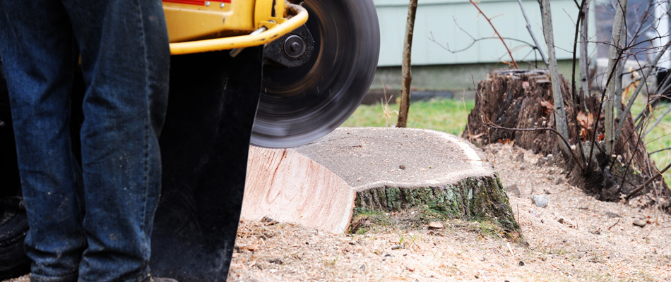 A stump grinder being used for tree removal process in Glendale, AZ.