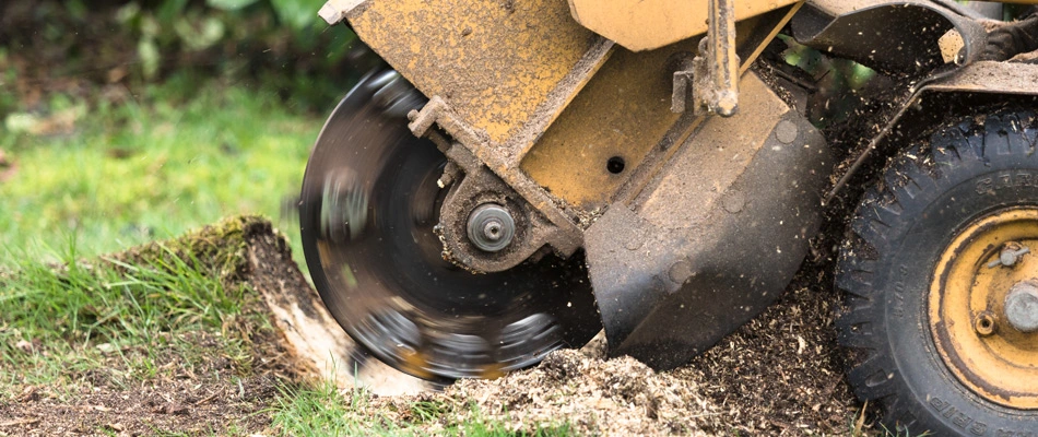 Stump grinder machinery being in use in Phoenix, AZ.