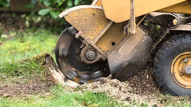 Tree service experts grinding a tree stump at a home in Windsong, AZ.