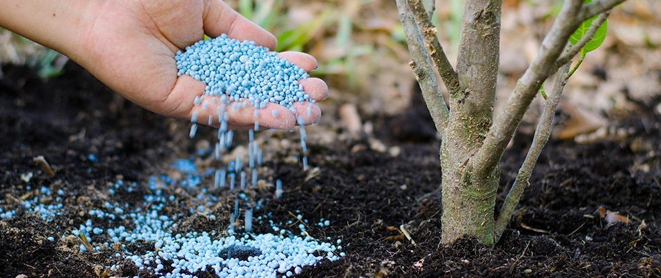 Tree fertilization being performed by a professional in Laveen, AZ.