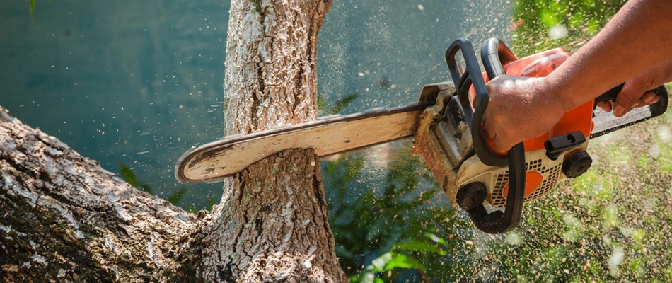 Tree specialist removing tree in Scottsdale, AZ.