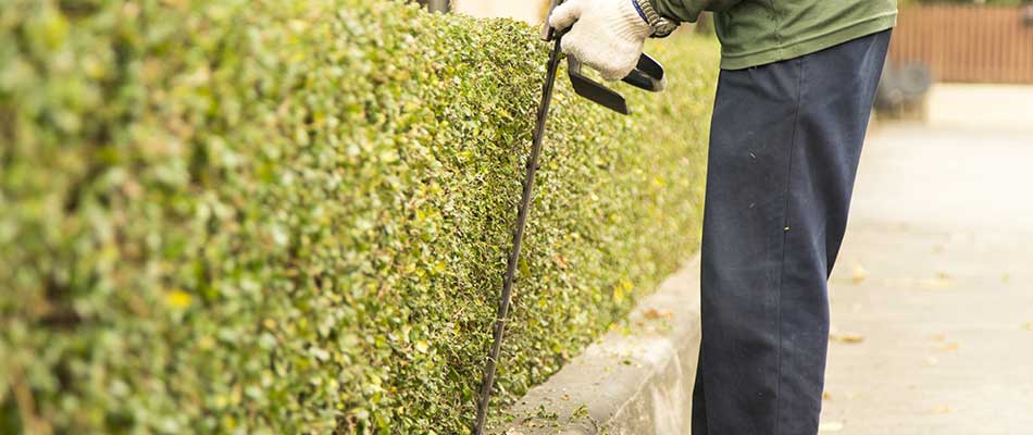 Trimming landscape hedges with equipment at a home in Scottsdale, AZ.