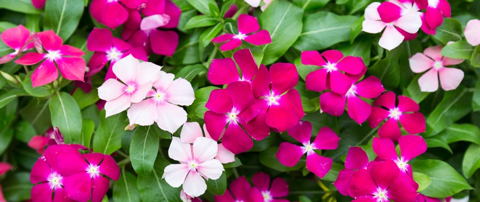 Vincas blooming plantings for landscape bed in Glendale, AZ.