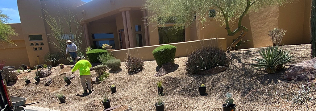 Workers installing new plantings in Glendale, AZ.